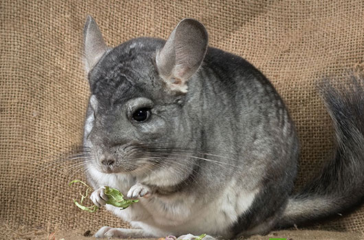 Chinchilla