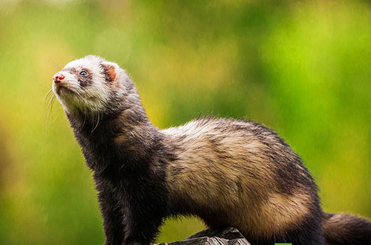 Furet