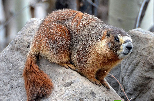 Marmotte