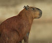 capybara