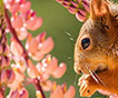 ecureuil et fleur